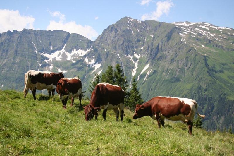 فيلا Schiederhof ميترسل المظهر الخارجي الصورة