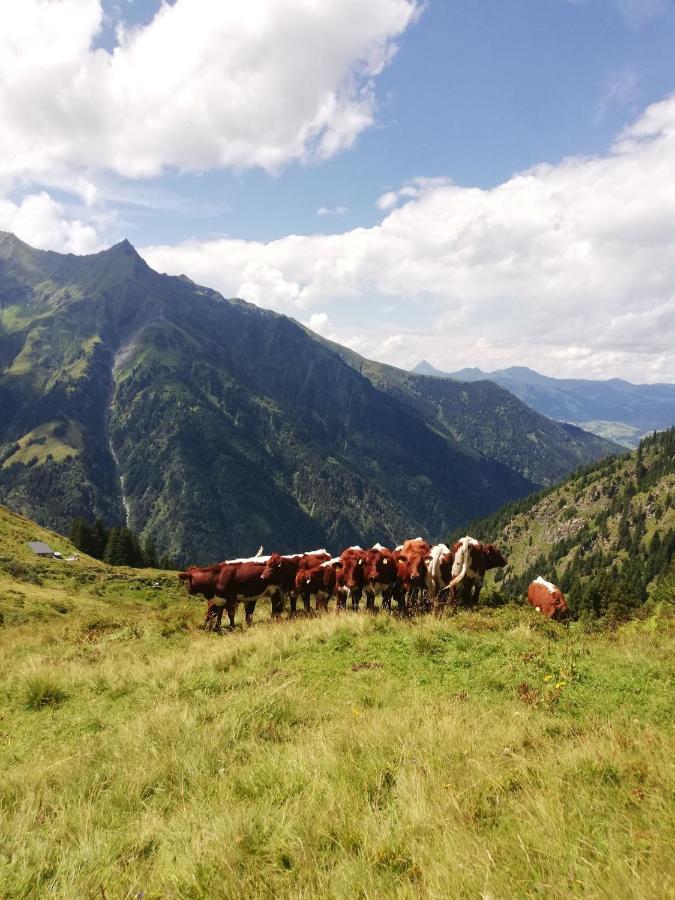 فيلا Schiederhof ميترسل المظهر الخارجي الصورة